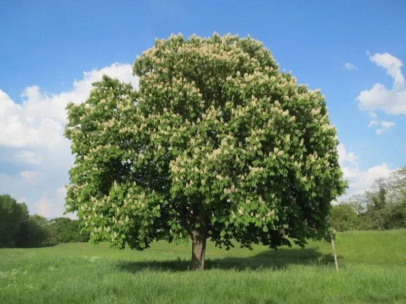 Aesculus hippocastanum – Ippocastano - immagine 2
