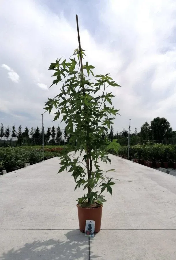 Liquidambar Styraciflua Worplesdon - immagine 2
